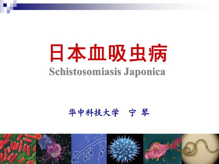 【醫學PPT課件】日本血吸蟲病 華中科技大學傳染病學教學課件